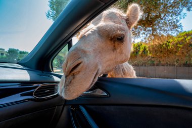 Bari, İtalya 'da Safari. Arabayı sürüp, siyah geyik, antilop, zürafa, eşek, zebra ve deve gibi hayvanları besliyor..
