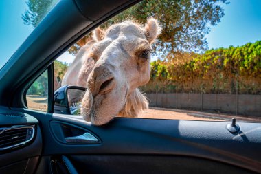 Bari, İtalya 'da Safari. Arabayı sürüp, siyah geyik, antilop, zürafa, eşek, zebra ve deve gibi hayvanları besliyor..