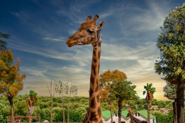 Zürafa parkta yaşıyor ve parktan besleniyor..