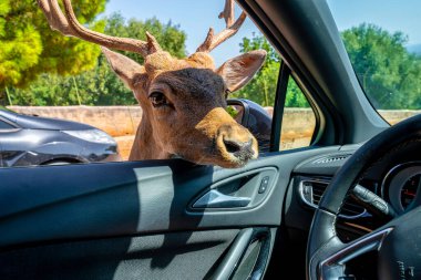 Bari, İtalya 'da Safari. Arabayı sürüp, siyah geyik, antilop, zürafa, eşek, zebra ve deve gibi hayvanları besliyor..