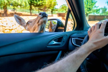 Bari, İtalya 'da Safari. Arabayı sürüp, siyah geyik, antilop, zürafa, eşek, zebra ve deve gibi hayvanları besliyor..