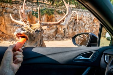Bari, İtalya 'da Safari. Arabayı sürüp, siyah geyik, antilop, zürafa, eşek, zebra ve deve gibi hayvanları besliyor..