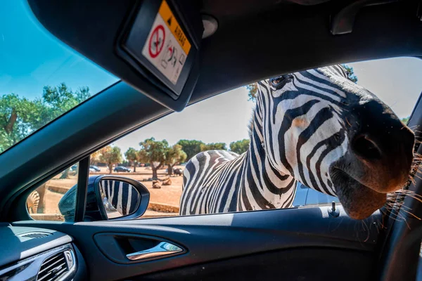 Bari Talya Safari Arabayı Sürüp Siyah Geyik Antilop Zürafa Eşek — Stok fotoğraf