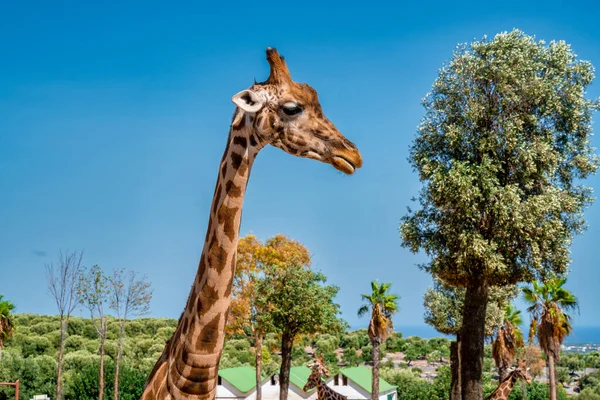 Giraffee Living Park Feeding Park — Stock Photo, Image