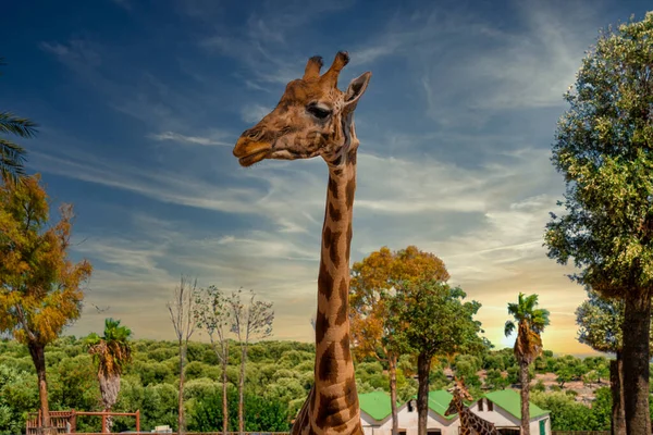 Giraffee Living Park Feeding Park — Stock Photo, Image