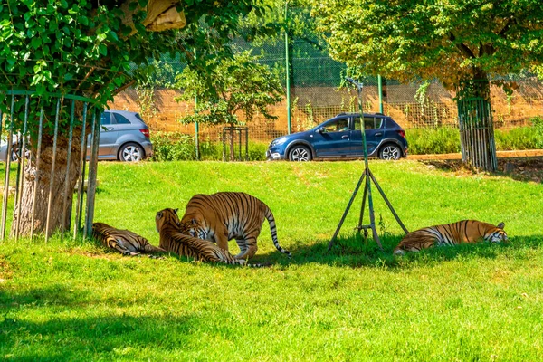 Львы Тигры Лежащие Деревом После Кормления — стоковое фото
