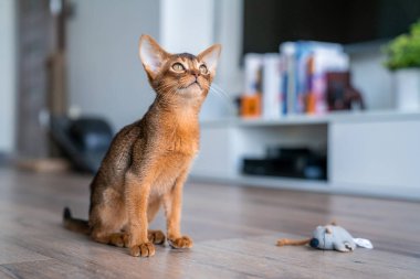 Mutfakta ve oturma odasında sevimli safkan Habeş kedisi var..