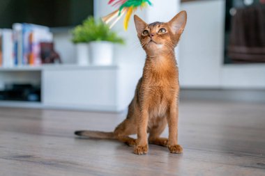 Komik Habeş kedisi oturma odasında yerde oynuyor..