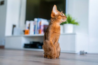 Komik Habeş kedisi oturma odasında yerde oynuyor..