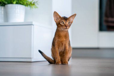 Komik Habeş kedisi oturma odasında yerde oynuyor..