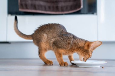 Habeş kedisi evde, sahibinin yanında. Güzel safkan kısa saçlı kedi yavrusu..