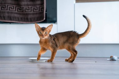 Komik Habeş kedisi oturma odasında yerde oynuyor..