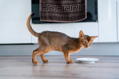 Mutfakta ve oturma odasında sevimli safkan Habeş kedisi var..