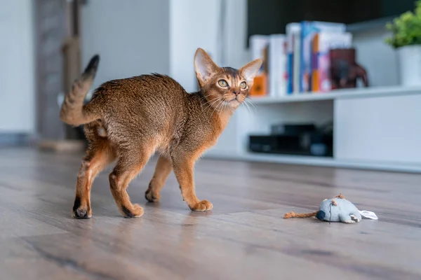 可笑的深海小猫在客厅的地板上玩耍 — 图库照片