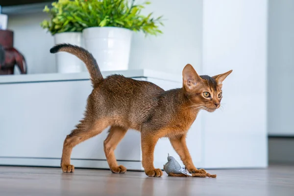 Abyssinian cat at home with her owner at home. Beautiful purebred short haired kitten.