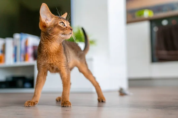 埃塞俄比亚猫在家里 主人在家里 漂亮的纯种短毛小猫 — 图库照片