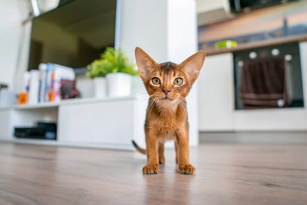 Lustiges Abessinisches Kätzchen Spielt Auf Dem Fußboden Wohnzimmer — Stockfoto