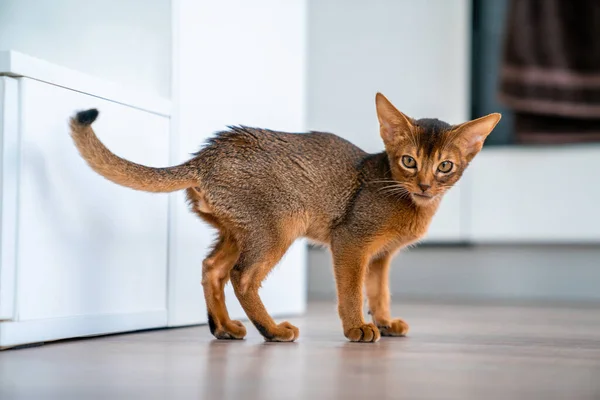 Abessinier Katze Hause Bei Ihrem Besitzer Hause Schönes Reinrassiges Kurzhaariges — Stockfoto