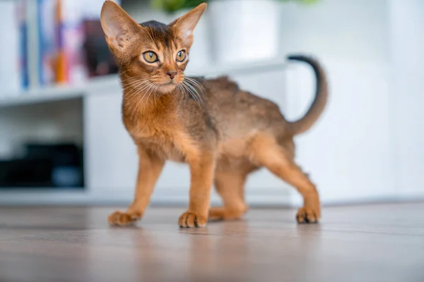 Abyssinian cat at home with her owner at home. Beautiful purebred short haired kitten.