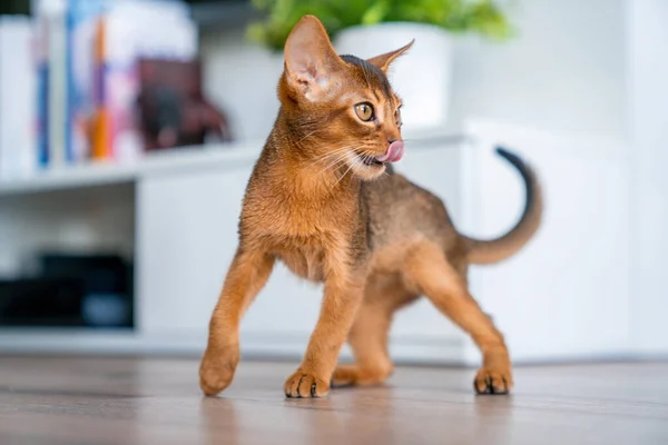 在厨房和客厅里 可爱的纯正红润的埃塞俄比亚猫咪 — 图库照片