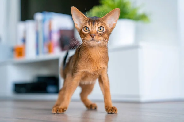 주인과 아비시니아 고양이입니다 아름다운 순발력짧은 고양이 — 스톡 사진
