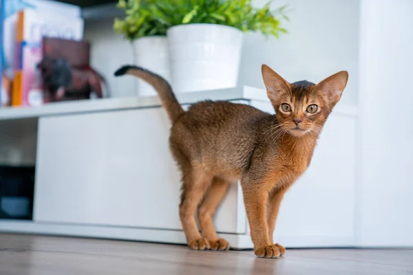 埃塞俄比亚猫在家里 主人在家里 漂亮的纯种短毛小猫 — 图库照片