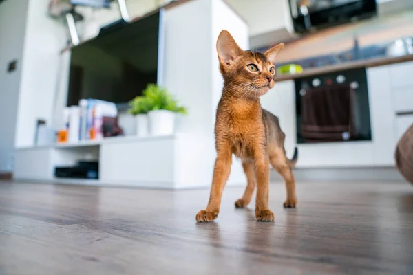 在厨房和客厅里 可爱的纯正红润的埃塞俄比亚猫咪 — 图库照片