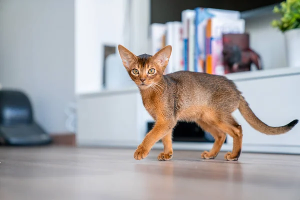 Söt Purebred Ruddy Abyssinian Kattunge Kök Och Vardagsrum — Stockfoto