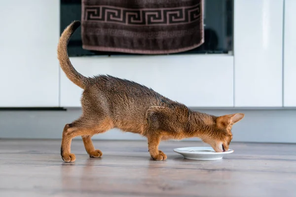 Abyssinian cat at home with her owner at home. Beautiful purebred short haired kitten.