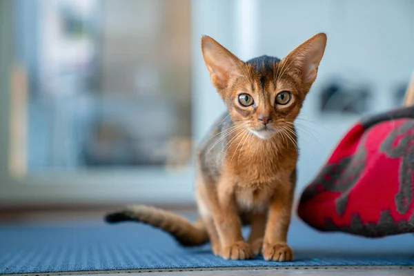 かわいいですPurebreeddy Ruddyアビシニア子猫でキッチンとリビングルーム — ストック写真