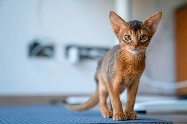 埃塞俄比亚猫在家里 主人在家里 漂亮的纯种短毛小猫 — 图库照片