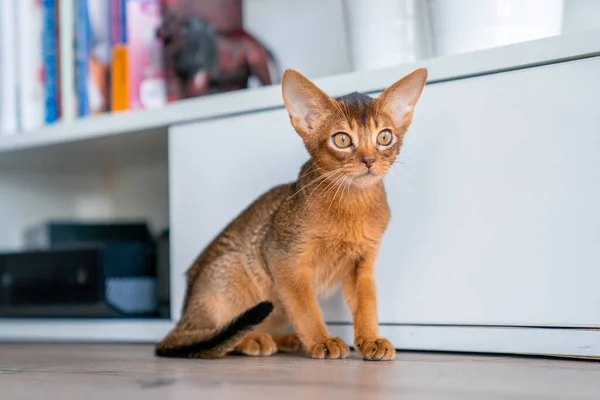 Abyssinian Cat Home Her Owner Home Beautiful Purebred Short Haired Stock Image