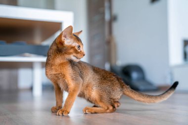 Mutfakta ve oturma odasında sevimli safkan Habeş kedisi var..