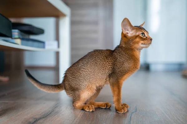 Lustiges Abessinisches Kätzchen Spielt Auf Dem Fußboden Wohnzimmer — Stockfoto