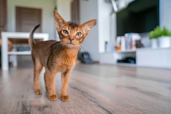 Abessinier Katze Hause Bei Ihrem Besitzer Hause Schönes Reinrassiges Kurzhaariges — Stockfoto