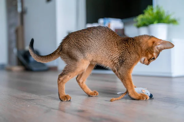 Abyssinian cat at home with her owner at home. Beautiful purebred short haired kitten.