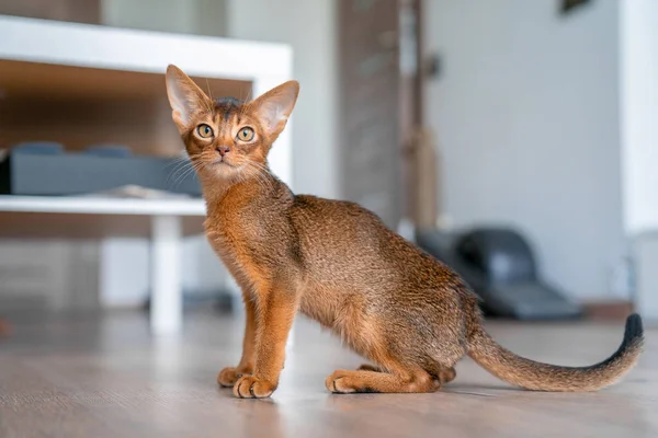 Abyssinian cat at home with her owner at home. Beautiful purebred short haired kitten.