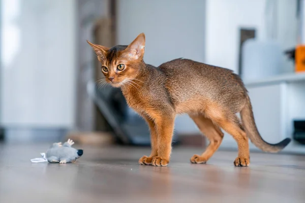 可笑的深海小猫在客厅的地板上玩耍 — 图库照片