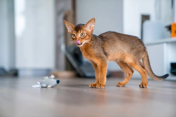 埃塞俄比亚猫在家里 主人在家里 漂亮的纯种短毛小猫 — 图库照片