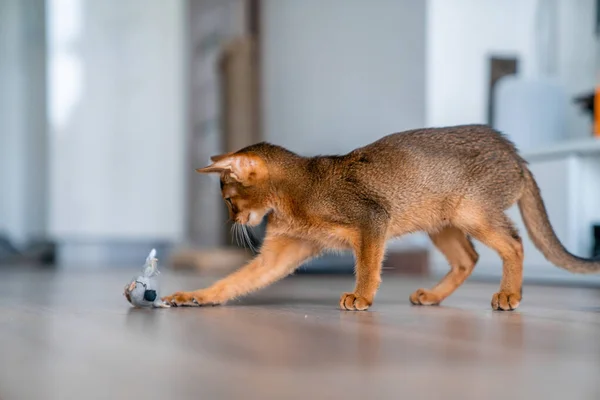 Abyssinian cat at home with her owner at home. Beautiful purebred short haired kitten.