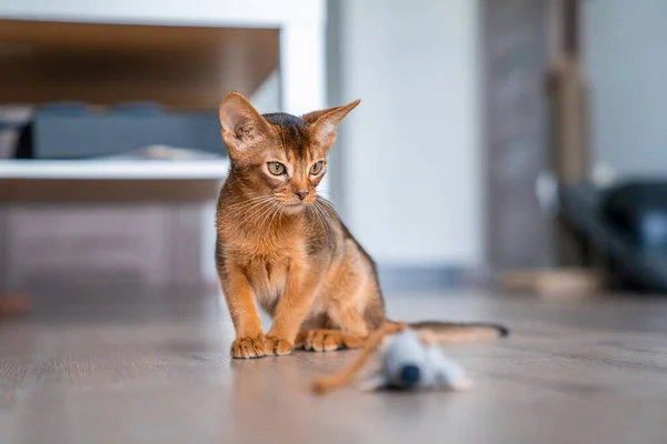 Abyssinian cat at home with her owner at home. Beautiful purebred short haired kitten.