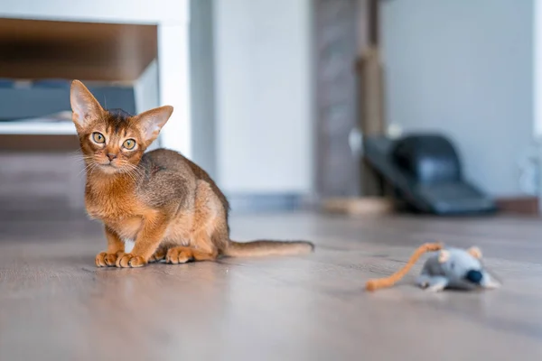 埃塞俄比亚猫在家里 主人在家里 漂亮的纯种短毛小猫 — 图库照片