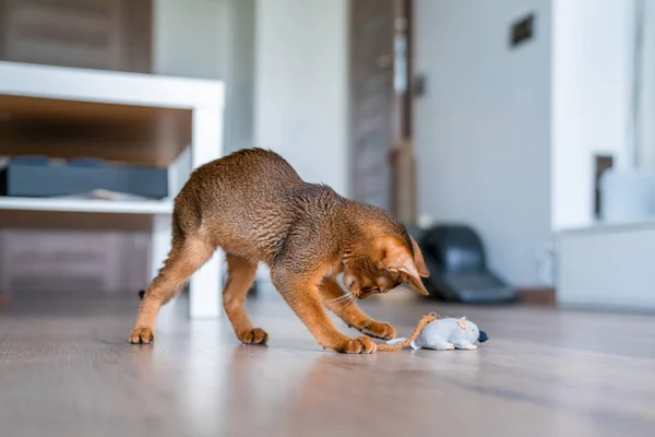 かわいいですPurebreeddy Ruddyアビシニア子猫でキッチンとリビングルーム — ストック写真