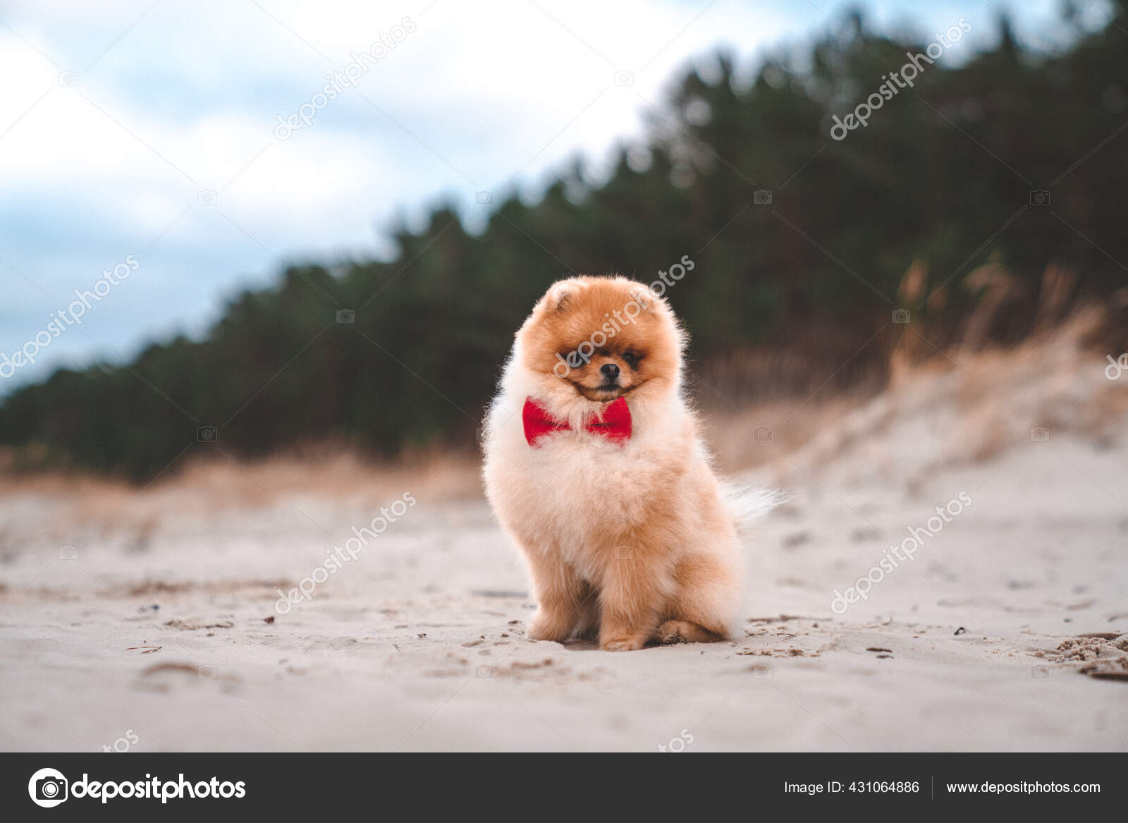 かわいいポメラニアンスピッツ笑顔とビーチで実行しています かわいい子犬 ストック写真 C Ingus Kruklitis Gmail Com かわいいポメラニアンスピッツ笑顔とビーチで実行しています かわいい子犬 ストック写真 C Ingus Kruklitis Gmail Com