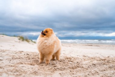 Şirin Pomeranya tükürüğü, gülümsüyor ve sahilde koşuyor. Şirin köpek.. 