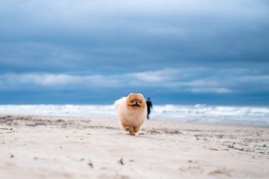 Şirin Pomeranya tükürüğü, gülümsüyor ve sahilde koşuyor. Şirin köpek.. 
