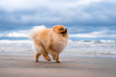 Şirin Pomeranya tükürüğü, gülümsüyor ve sahilde koşuyor. Şirin köpek.. 