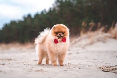 Şirin Pomeranya tükürüğü, gülümsüyor ve sahilde koşuyor. Şirin köpek.. 