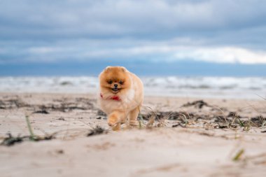 Şirin Pomeranya tükürüğü, gülümsüyor ve sahilde koşuyor. Şirin köpek.. 