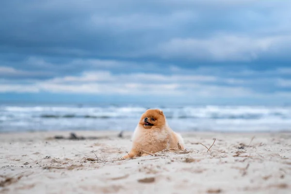 Cute Pomeranian Spitz Uśmiecha Się Działa Plaży Słodki Szczeniak — Zdjęcie stockowe